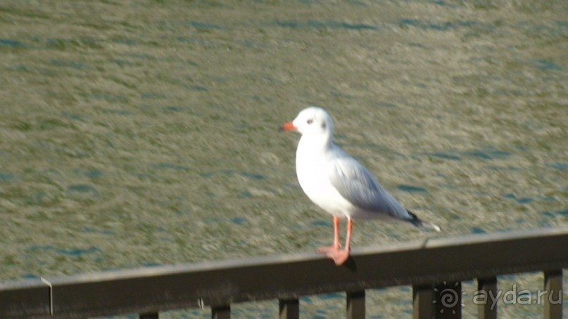 Эмираты в декабре: часть 3 -Прогулки по Шардже 