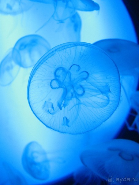 Город у Бискайского залива (Gijon, Spain)