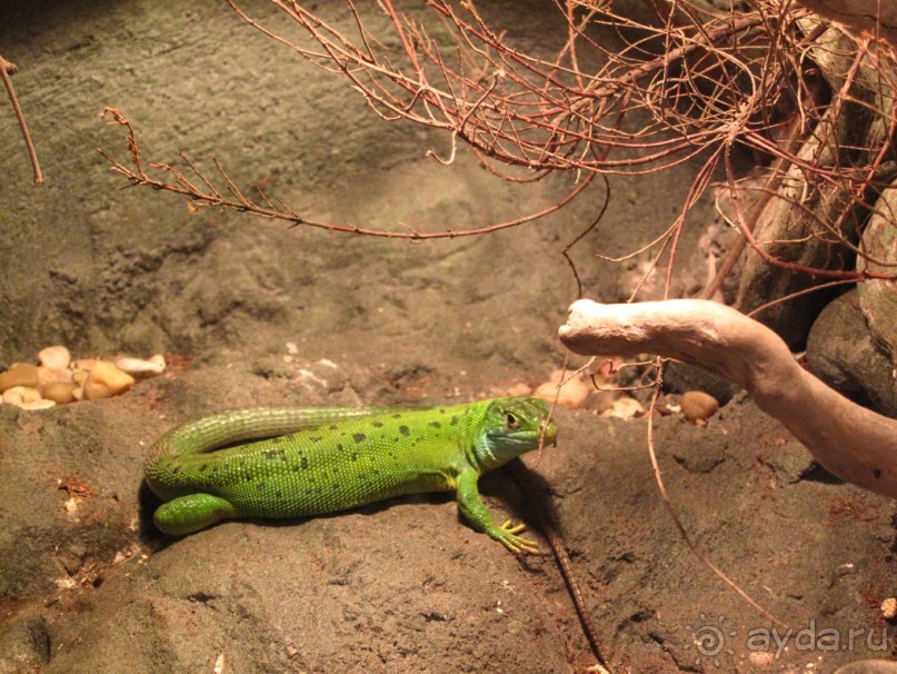Город у Бискайского залива (Gijon, Spain)