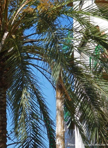 Ла Томатина: не помылишь — не залезешь! (Bunol, Spain)