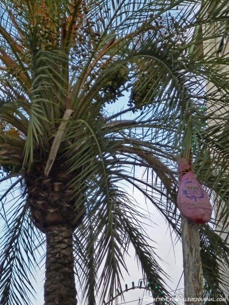 Ла Томатина: не помылишь — не залезешь! (Bunol, Spain)