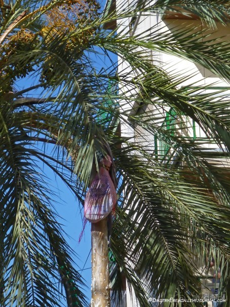 Ла Томатина: не помылишь — не залезешь! (Bunol, Spain)