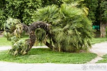 Мендоса — город-оазис (Mendoza, Argentina)