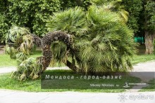 Мендоса — город-оазис (Mendoza, Argentina)