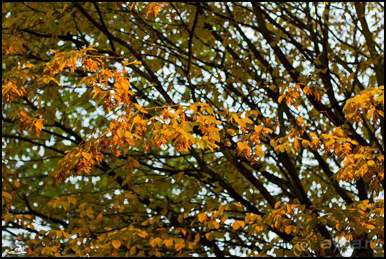 Осенний Лестер (Leicester, England)