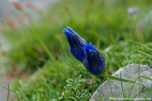 Туманная Астурия (Asturias, Fuente-de, Spain)