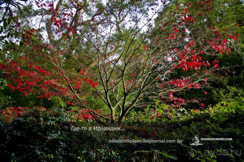 Где-то в Ирландии… (South-west Ireland)
