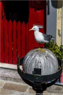 Пьяный красавец Порту (Porto, Portugal)