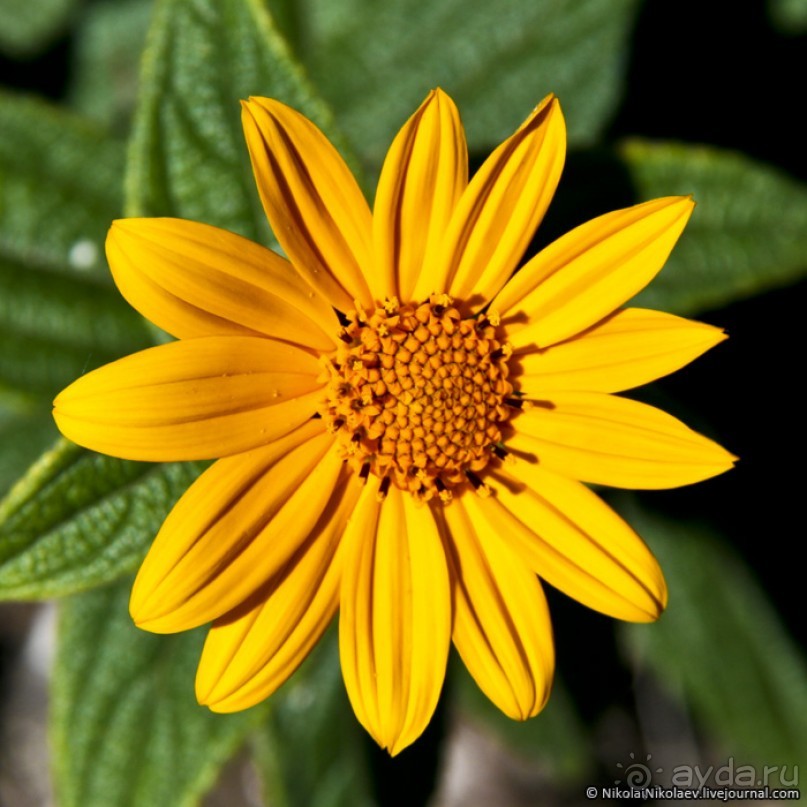 Покорение Америки. Часть 16. День 14+15: На старой горе (Machu Picchu, Peru)