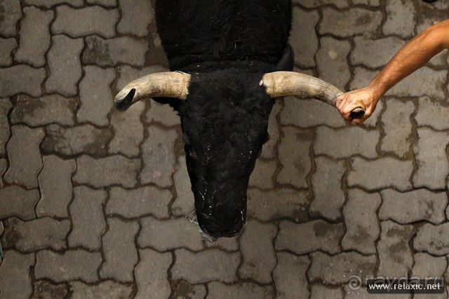 Энсьерро — адреналиновое безумство (Pamplona, Spain)