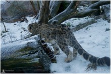 Финское царство зверей (Helsinki, Finland)