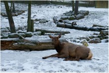 Финское царство зверей (Helsinki, Finland)