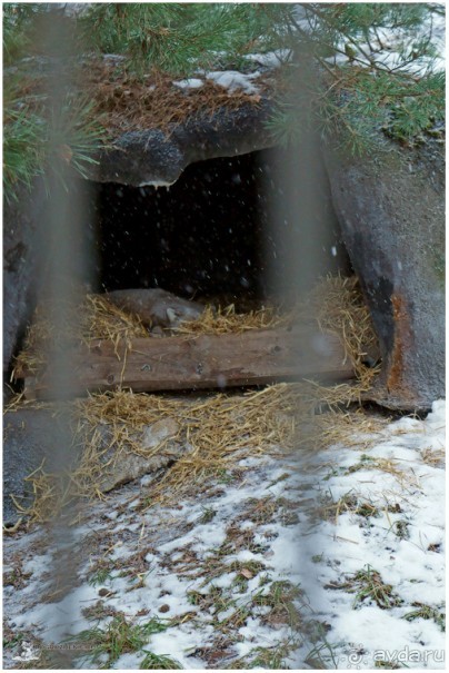 Финское царство зверей (Helsinki, Finland)