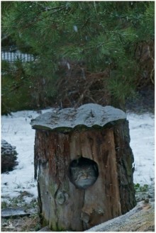 Финское царство зверей (Helsinki, Finland)