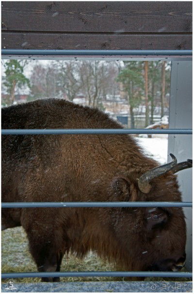 Финское царство зверей (Helsinki, Finland)