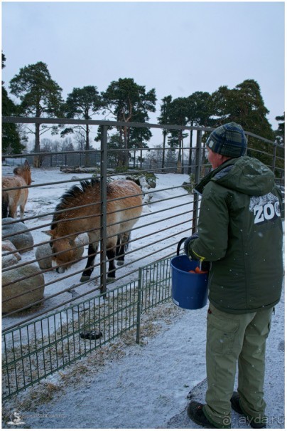 Финское царство зверей (Helsinki, Finland)