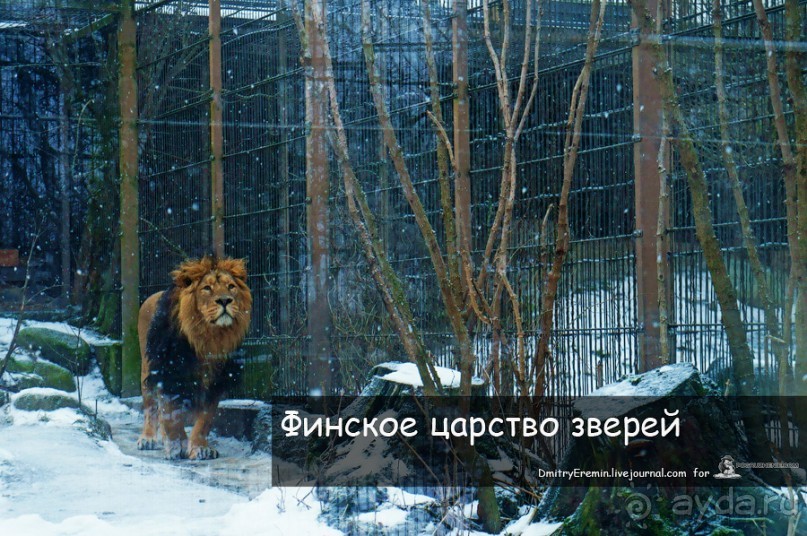 Финское царство зверей (Helsinki, Finland)