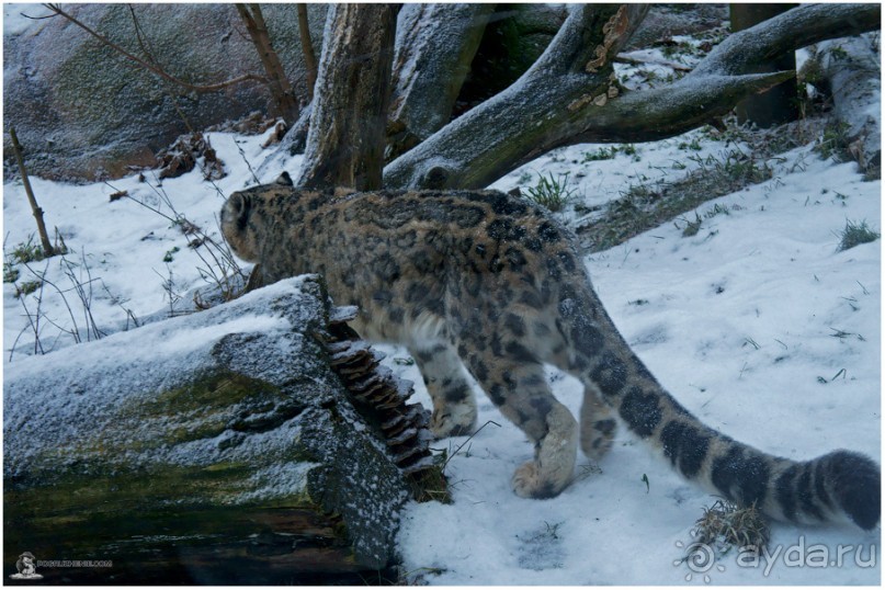 Финское царство зверей (Helsinki, Finland)