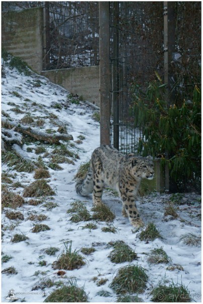Финское царство зверей (Helsinki, Finland)