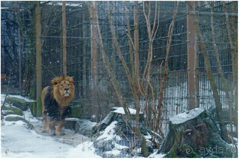 Финское царство зверей (Helsinki, Finland)