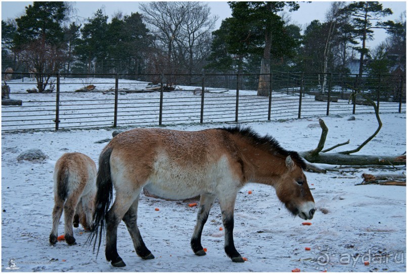 Финское царство зверей (Helsinki, Finland)