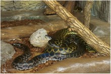 Альбом отзыва "Рождённые ползать… (Helsinki, Finland)"