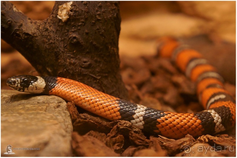 Рождённые ползать… (Helsinki, Finland)