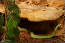 Рождённые ползать… (Helsinki, Finland)