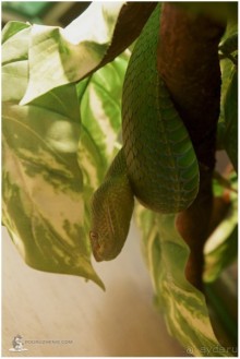 Рождённые ползать… (Helsinki, Finland)