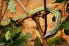 Рождённые ползать… (Helsinki, Finland)