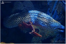 Рождённые ползать… (Helsinki, Finland)