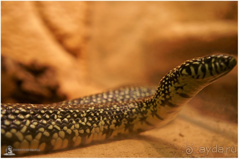 Рождённые ползать… (Helsinki, Finland)