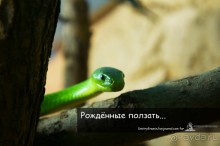 Рождённые ползать… (Helsinki, Finland)