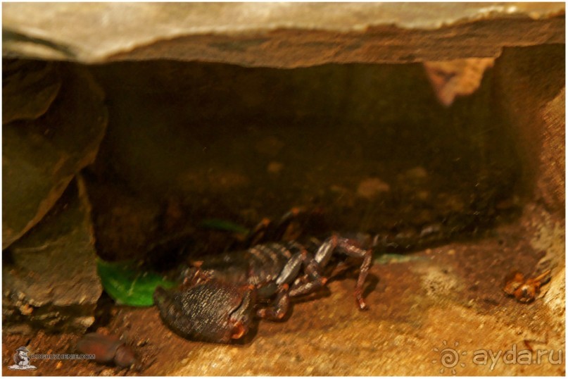 Рождённые ползать… (Helsinki, Finland)