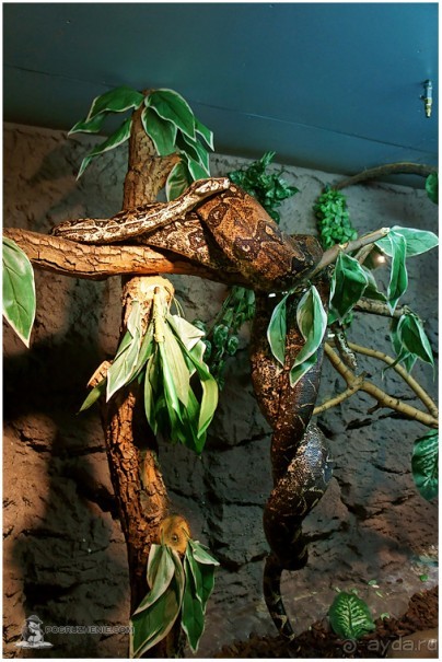 Рождённые ползать… (Helsinki, Finland)