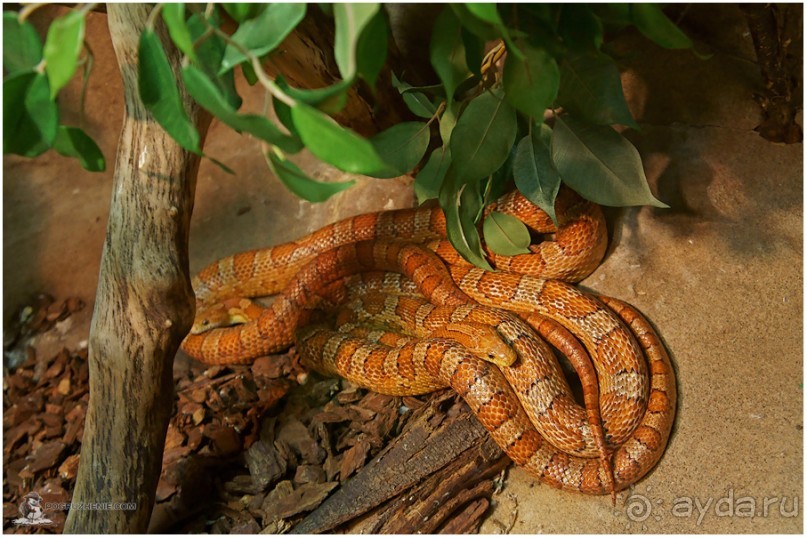 Рождённые ползать… (Helsinki, Finland)