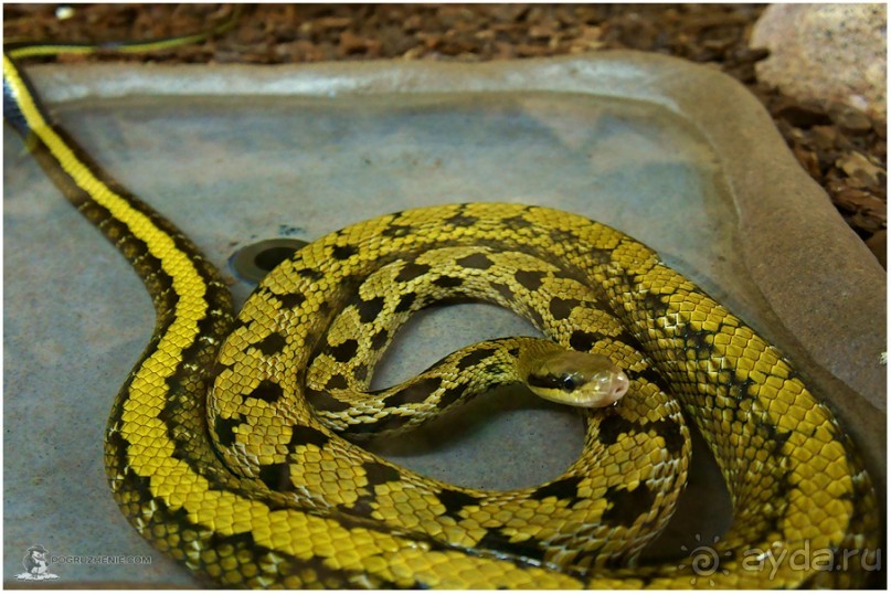 Рождённые ползать… (Helsinki, Finland)