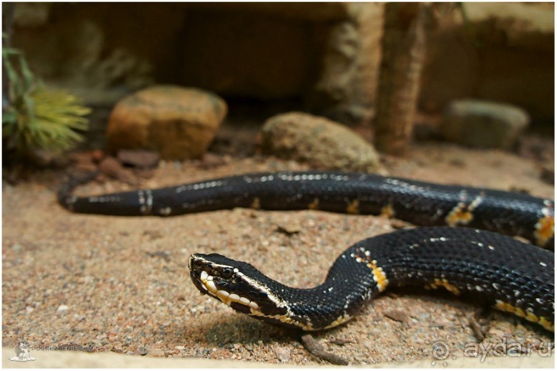 Рождённые ползать… (Helsinki, Finland)