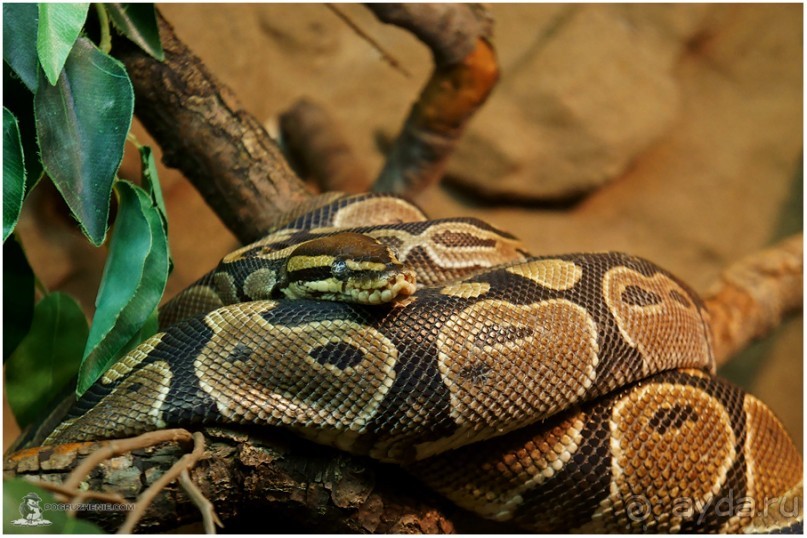 Рождённые ползать… (Helsinki, Finland)