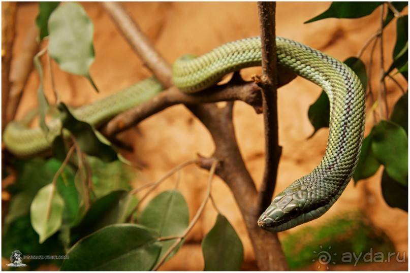 Рождённые ползать… (Helsinki, Finland)