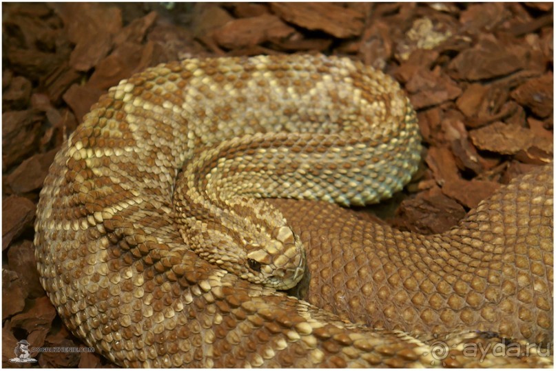 Рождённые ползать… (Helsinki, Finland)