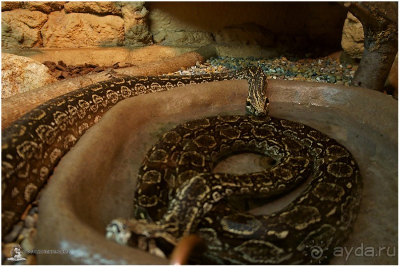 Рождённые ползать… (Helsinki, Finland)