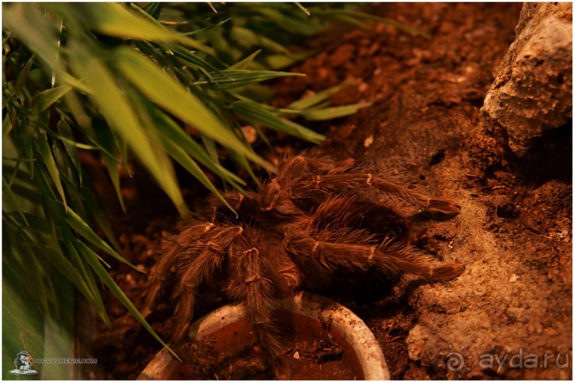 Рождённые ползать… (Helsinki, Finland)