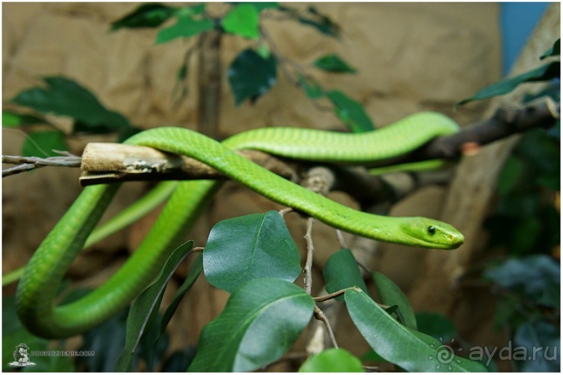 Рождённые ползать… (Helsinki, Finland)