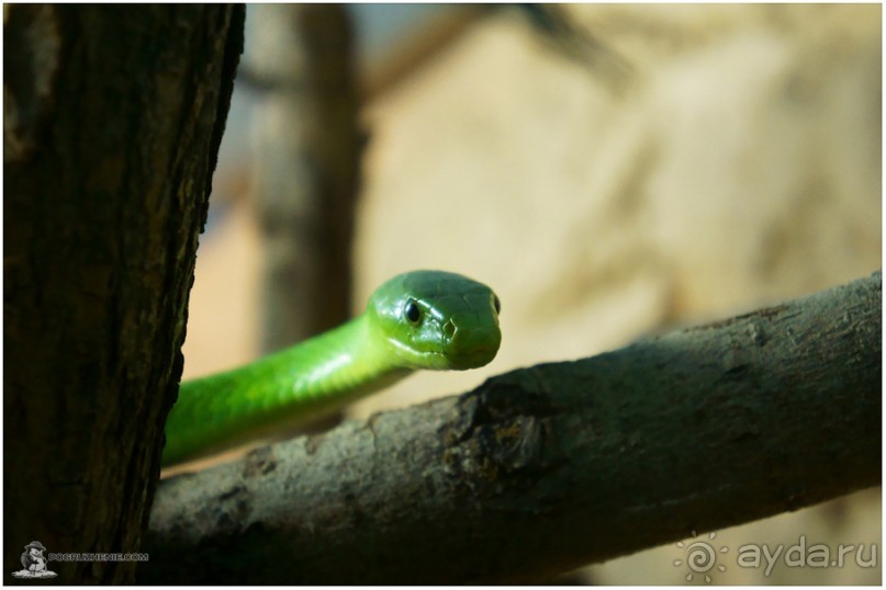 Рождённые ползать… (Helsinki, Finland)
