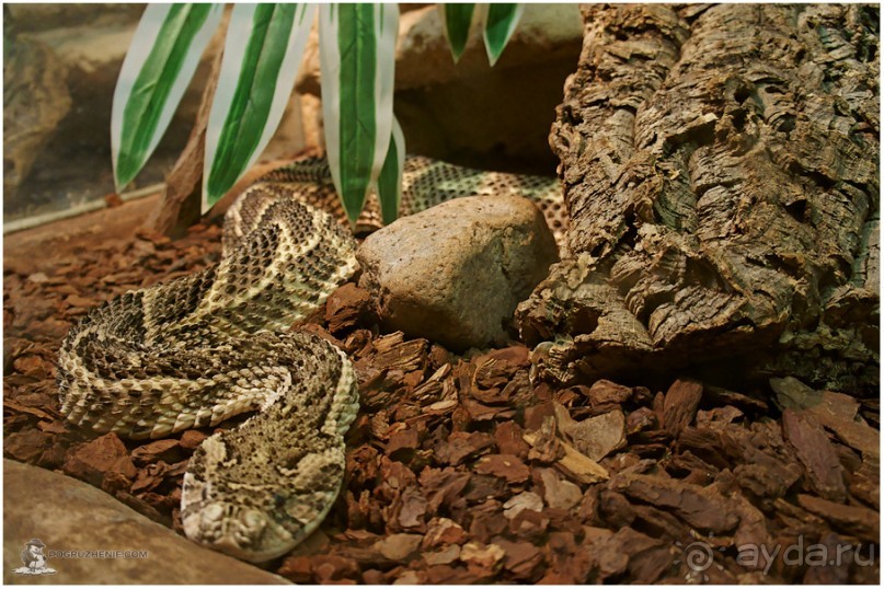 Рождённые ползать… (Helsinki, Finland)