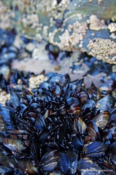 Загадка Катедраиса (Galicia, Spain)