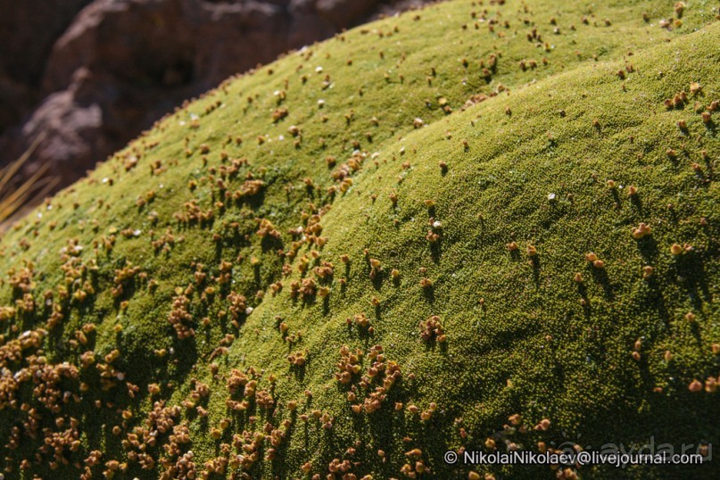 Покорение Америки. Часть 11. День 10: Марсианская сага (Near Eduardo Avaroa National Reserve, Bolivi