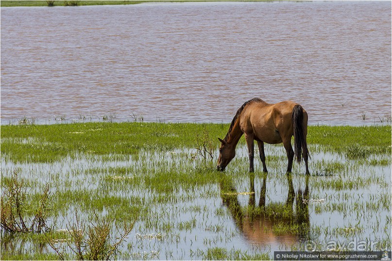 Дикая Испания в Эль Росио (El Rocío, Spain)