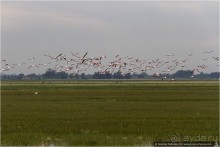 Дикая Испания в Эль Росио (El Rocío, Spain)